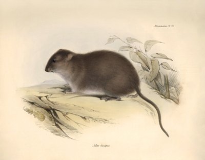 Zoologie: Mus fuscipes" neboli hlodavec australského pobřeží, kterého popsal Charles Darwin během své objevitelské cesty na palubě lodi Beagle. Deska z knihy "The Zoology of the voyage of the H.M.S. Beagle under the command of Captain Fitzroy during the ye od Unbekannter Künstler