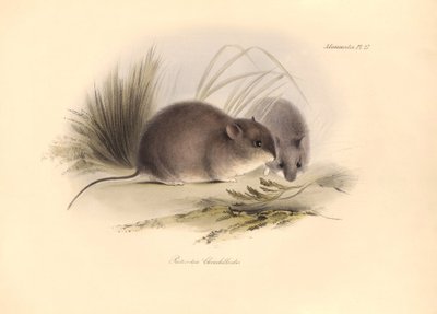 Zoologie: Reithrodon Chinchilloides" neboli činčila patagonská, kterou popsal Charles Darwin během své objevitelské cesty na palubě lodi Beagle. Deska z knihy "The Zoology of the voyage of the H.M.S. Beagle under the command of Captain Fitzroy during the y od Unbekannter Künstler