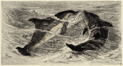 Zoologie: delfíni (delphinus delphis) popsaní a ilustrovaní Carlem Vogtem a Federicem Spechtem v "Natural history illustree: savci" 1884 od Unbekannter Künstler