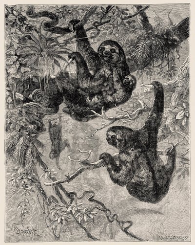 Zoologie: líný (Ai - Bradypus tridactylus) popsaný a ilustrovaný Carlem Vogtem a Federicem Spechtem v "Illustree Natural History: Savci" 1884 od Unbekannter Künstler