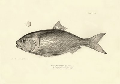Zoologie: vyobrazení ryby "Alosa pectinata", kterou popsal Charles Darwin během své plavby na palubě lodi Beagle. Deska z knihy "The zoology of the voyage of H.M.S. Beagle under the command of Captaain Fitzroy during the years 1832-1836". od Unbekannter Künstler