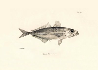 Zoologie: vyobrazení ryby "Caranx declivis", kterou popsal Charles Darwin během své plavby na palubě lodi Beagle. Deska z knihy "The zoology of the voyage of H.M.S. Beagle under the command of Captaain Fitzroy during the years 1832-1836". od Unbekannter Künstler