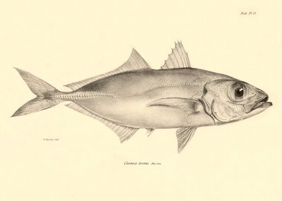 Zoologie: vyobrazení ryby "Caranx torvus", kterou popsal Charles Darwin během své plavby na palubě lodi Beagle. Deska z knihy "The zoology of the voyage of H.M.S. Beagle under the command of Captaain Fitzroy during the years 1832-1836". od Unbekannter Künstler