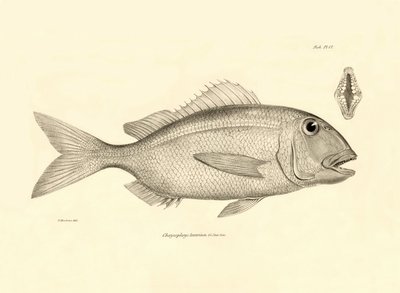 Zoologie: vyobrazení ryby "Chrysophrys taurina", kterou popsal Charles Darwin během své plavby na palubě lodi Beagle. Deska z knihy "The zoology of the voyage of H.M.S. Beagle under the command of Captaain Fitzroy during the years 1832-1836". od Unbekannter Künstler