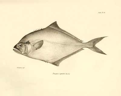 Zoologie: vyobrazení ryby "Paropsis signata", kterou popsal Charles Darwin během své plavby na palubě lodi Beagle. Deska z knihy "The zoology of the voyage of H.M.S. Beagle under the command of Captaain Fitzroy during the years 1832-1836". od Unbekannter Künstler