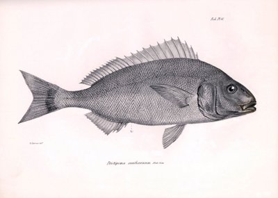 Zoologie: vyobrazení ryby "Pristipoma cantharinum", kterou popsal Charles Darwin během své plavby na palubě lodi Beagle. Deska z knihy "The zoology of the voyage of H.M.S. Beagle under the command of Captaain Fitzroy during the years 1832-1836". od Unbekannter Künstler