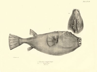 Zoologie: vyobrazení ryby "Tetrodon (Tetraodon) angusticeps", kterou popsal Charles Darwin během své plavby na palubě lodi Beagle. Deska z knihy "The zoology of the voyage of H.M.S. Beagle under the command of Captaain Fitzroy during the years 1832-18". od Unbekannter Künstler