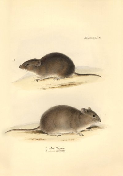 Zoologie: Mus Renggeri a Mus obscurus (krysy), které popsal Charles Darwin během své objevitelské cesty na palubě lodi Beagle. Deska z knihy "Zoologie cesty H.M.S. Beagle pod velením kapitána Fitzroye v letech 1832 až 183". od Unbekannter Künstler