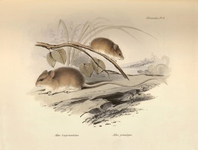 Zoologie: "Mus longicaudatus" a "Mus gracilipes" (myš), které popsal Charles Darwin během své výzkumné cesty na palubě lodi Beagle. Deska z knihy "The Zoology of the voyage of the H.M.S. Beagle under the command of Captain Fitzroy during the years 1832 to od Unbekannter Künstler
