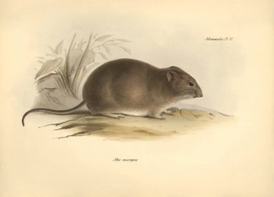 Zoologie: Myš "Mus micropus" neboli myš velkouš popsaná Charlesem Darwinem během jeho objevitelské cesty na palubě lodi Beagle. Deska z knihy "The Zoology of the voyage of H.M.S. Beagle under the command of Captain Fitzroy during the years 1832 to 1836". od Unbekannter Künstler