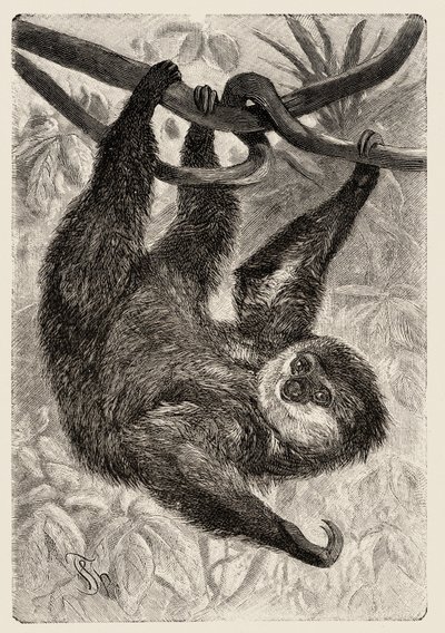 Zoology: unau or lazy describes and illustrates by Carlo Vogt and Federico Specht in "Natural history illustree: savmals" 1884 od Unbekannter Künstler