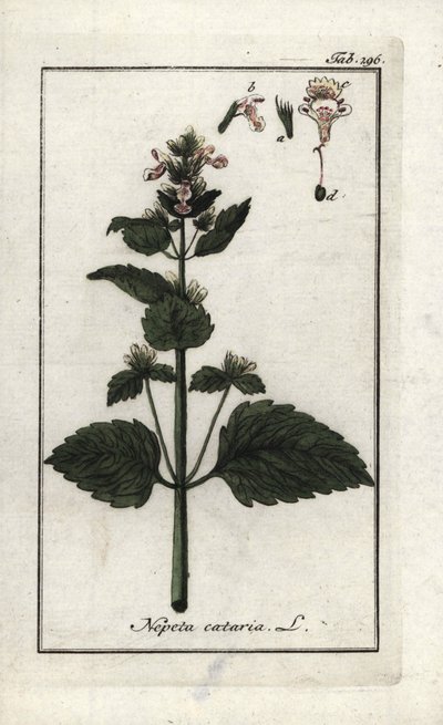 kočičí nebo kočičí máta (Nepeta cataria). Litografie z knihy "Afbeelding der Artseny-Gewassen" od Johannese Zorna (1739-1799), Nizozemsko. od Unbekannter Künstler