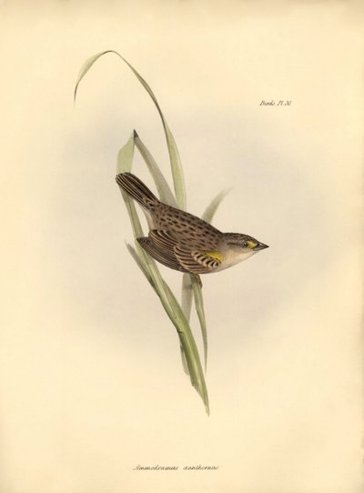 ornitologie: Ammodramus xanthornus od Unbekannter Künstler