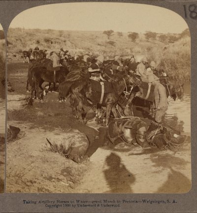 Napájení dělostřeleckých koní, Welgelegen, Jižní Afrika od Underwood and Underwood