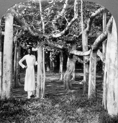 Mezi kořeny banyánového stromu, Kalkata, Indie, 1900. od Underwood and Underwood