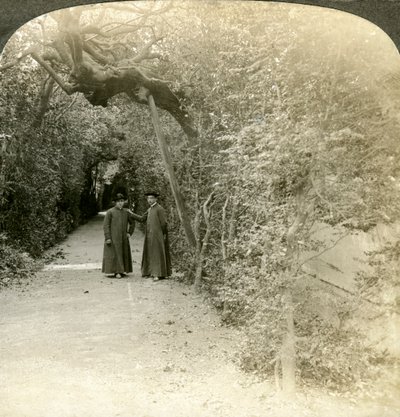 Bower of St Anthony, Vatikánské zahrady, Řím, Itálie. od Underwood and Underwood