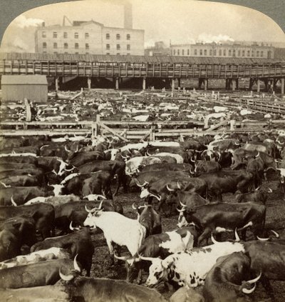 Dobytek, Great Union Stock Yards, Chicago, Illinois, USA. od Underwood and Underwood