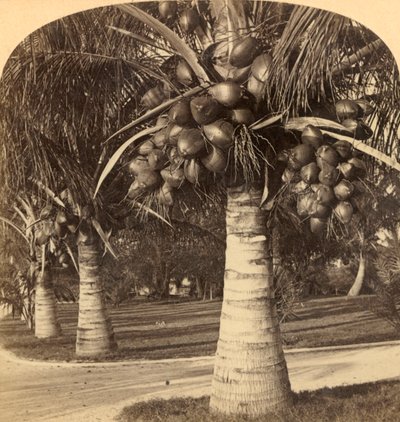 Kokosové stromy v bílých píscích na Floridě. USA, c1900. od Underwood and Underwood