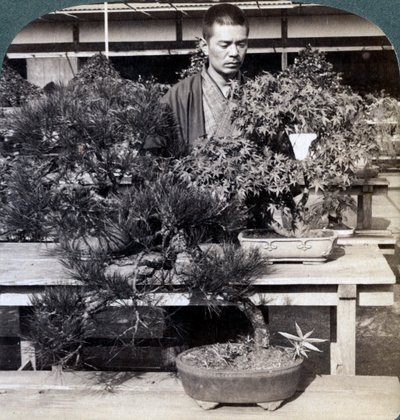 Zakrslé borovice a javory ve skleníku hraběte Okumase, Tokio, Japonsko, 1904 od Underwood and Underwood
