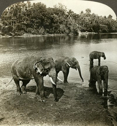 Sloni, Srí Lanka Ceylon. od Underwood and Underwood