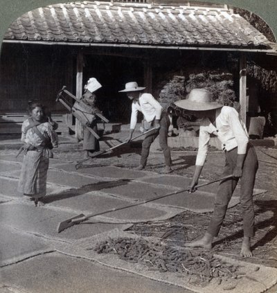 Farmáři s bambusovými hráběmi rozprostírají proso na rohože k sušení na zimu, poblíž Jokohamy, Japonsko, 1904 od Underwood and Underwood