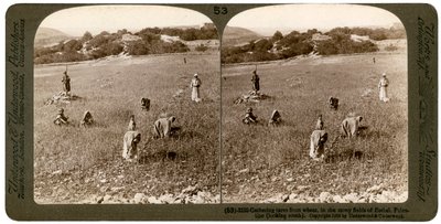 Sběr koukolu z pšenice na kamenitých polích Bethel Baytin, Palestina, 1900. od Underwood and Underwood