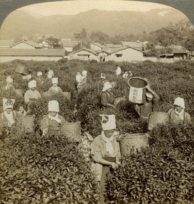 Dívky sbírají čaj, Uji, Japonsko. od Underwood and Underwood