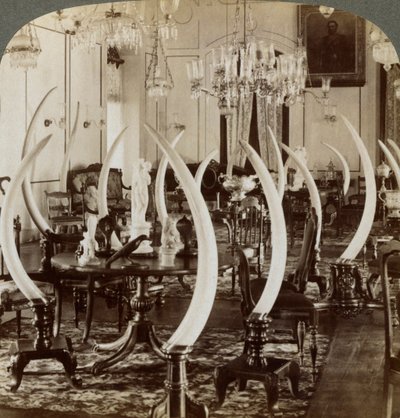 Hall of Tusks, v domě Lady de Soysa, Bambalapitiya, Colombo, Ceylon, 1903 od Underwood and Underwood