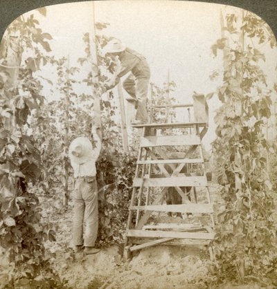 V Rich Hop District, Training the Vines, White River Valley, Washington, USA. od Underwood and Underwood