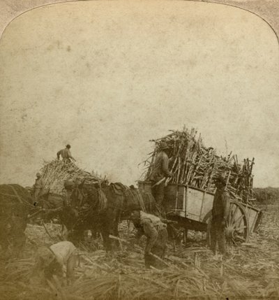 Nakládací třtina, cukrová plantáž, Louisiana, USA. od Underwood and Underwood