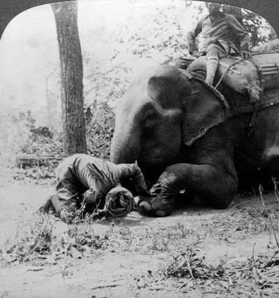 Mahout odstraňuje trn ze sloní nohy, výhonek tygra Behar, Indie, 1900. od Underwood and Underwood