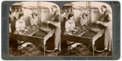Výroba hedvábí, Sýrie, 1900s. od Underwood and Underwood