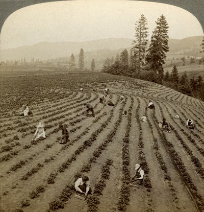 Sběr jahod, Cedar Creek Farm, Hood River Valley, Oregon, USA. od Underwood and Underwood