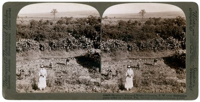 Severozápadní pohled z Shunem, přes rovinu Esdraelon, směrem na Carmel, 1900. od Underwood and Underwood