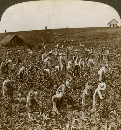 Tabákové pole, Montpeller, Jamajka, 1900. od Underwood and Underwood