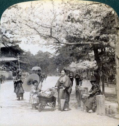 Pod třešňovými květy, při pohledu na severovýchod podél hlavní třídy parku Shiba, Tokio, Japonsko, 1904 od Underwood and Underwood