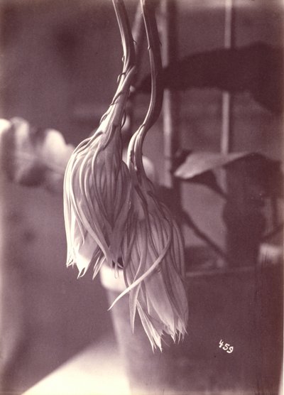 [Cereus kvetoucí v noci, uzavřený po odkvětu] od Unidentified