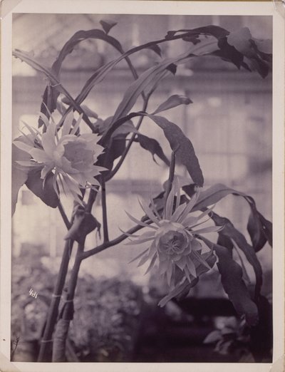 [Cereus kvetoucí v noci, V květu] od Unidentified