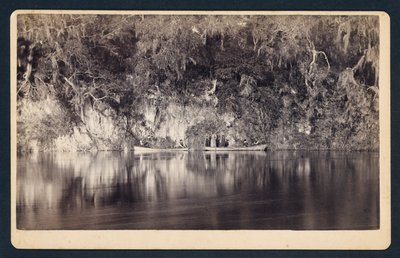 [Pod útesy řeky Withlacoochee, Florida] od Unidentified