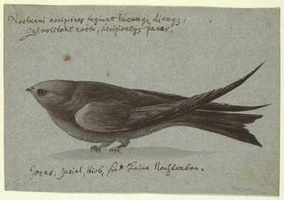 Nightjar od Unknown