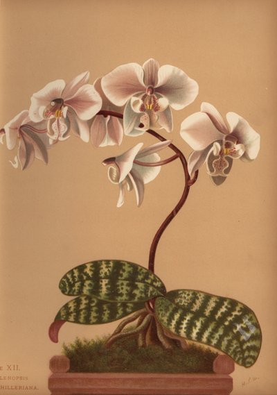 Phalaenopsis schilleriana (Phalenopsis schilleriana) od Unknown
