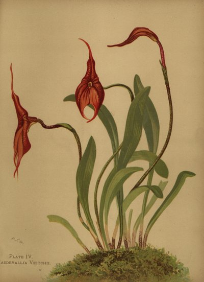 Veitchs masdevallia nebo král masdevallias, Masdevallia veitchiana od Unknown