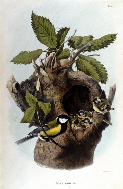 Deska představující obyčejného ptáka (nebo vrabce) poblíž jeho hnízda. od Unknown artist