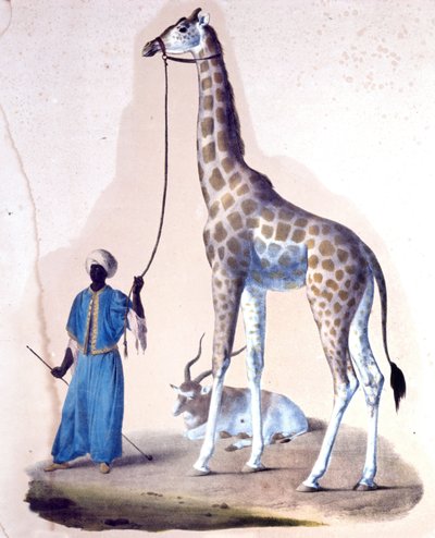 Žirafa a její trenér v cirkuse. Litografie od Unknown artist
