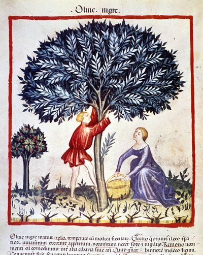 Muž vyleze na olivovník, aby sbíral černé olivy. Osvětlení z dojení medicíny a dietetiky „“Tacuinum sanitatis““ od Unknown artist