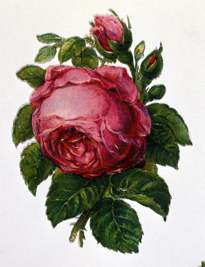 Růže od Unknown artist