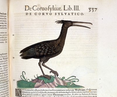 Divoký havran z Historia Animalium Conrada Gesnera, Tiguri 1560. Biblioteca Nazionale Braidense. Milán od Unknown artist