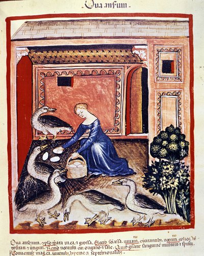 Mladá žena sbírá třtinová vejce. Osvětlení z dojení medicíny a dietetiky „“Tacuinum sanitatis““ od Unknown artist