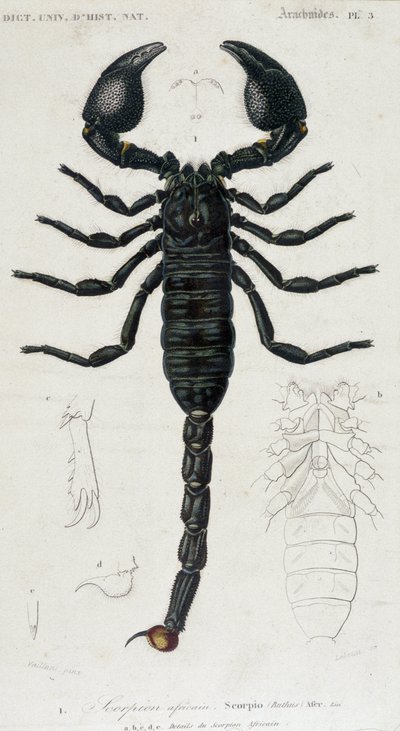 African Scorpion - přírodovědná tabule od Unknown artist