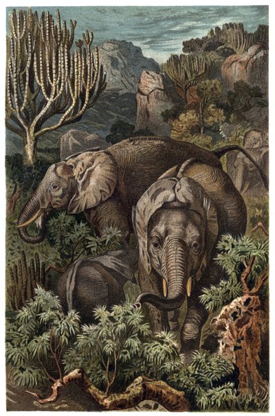 Slon africký (Loxodonta) - Slon africký (Loxodonta) - rytina z „”Brehmova života zvířat”” od Alfreda Edmunda Brehma (1829-1884) od Unknown artist